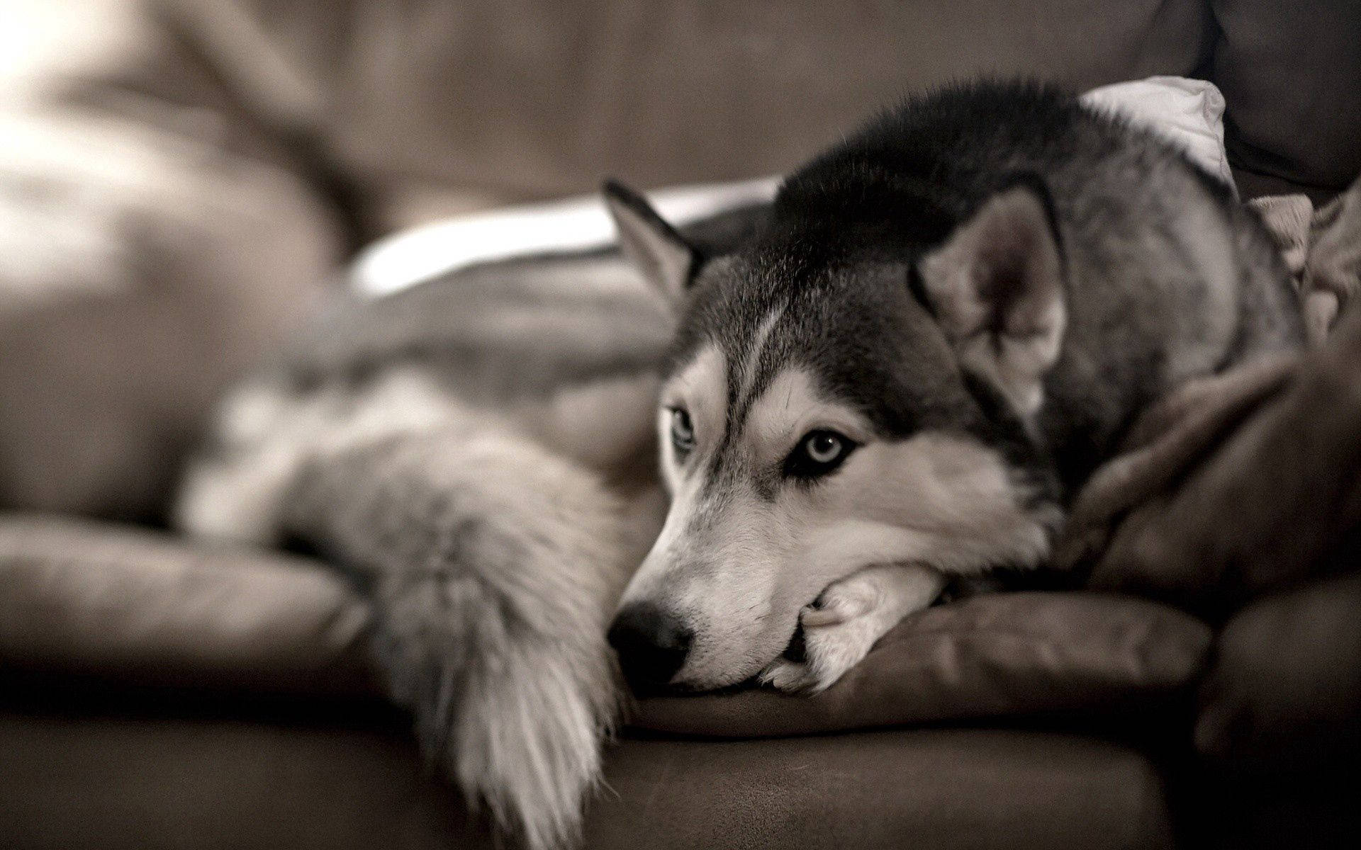 Blød og fluffy Husky slapper af på sofaen Wallpapers