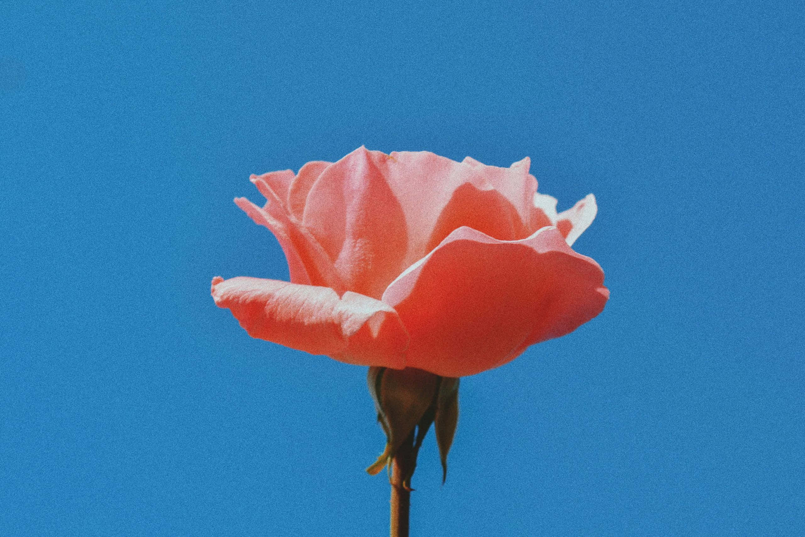 Blød pink med et strejf af klassisk elegance Wallpapers