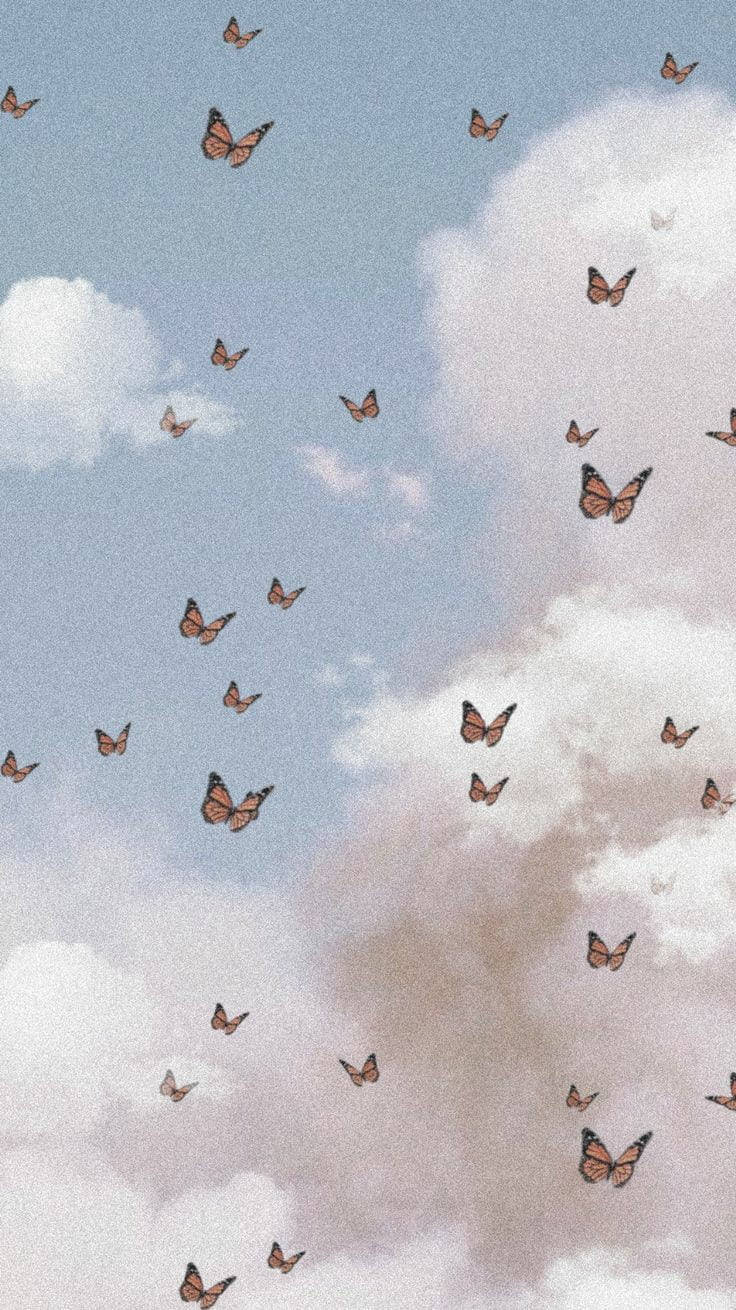 Bløde æstetiske sommerfugle Wallpapers