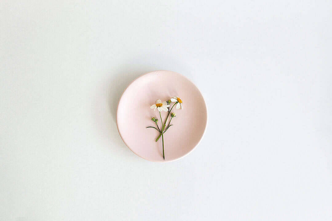 Blomst i pastelrosa æstetisk design Wallpapers