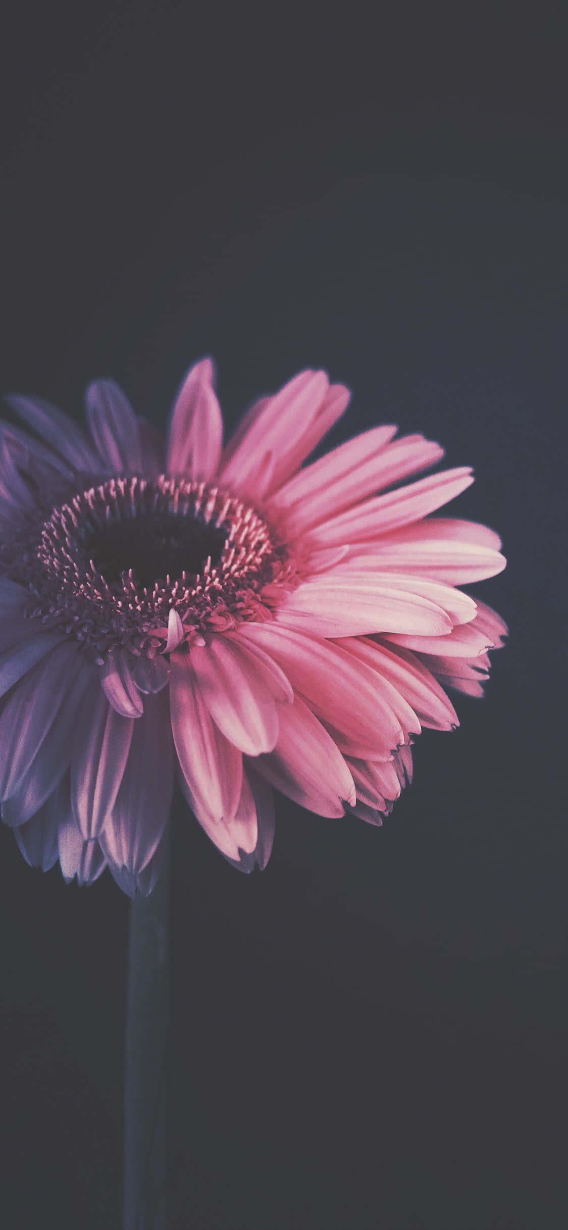 Blomst iPhone Barberton Daisy Mørk Fotografi Billede Wallpapers