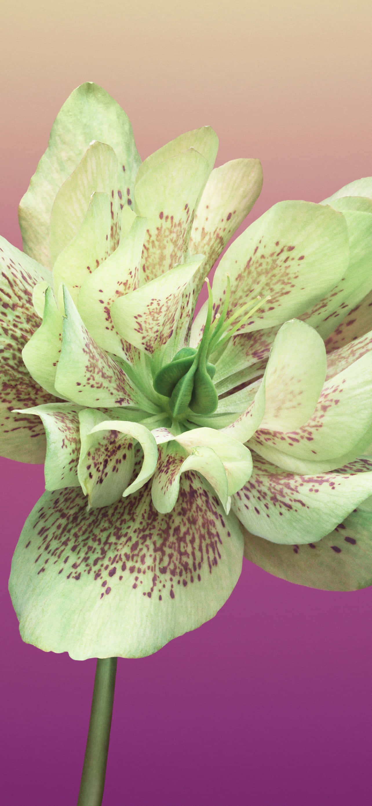 Blomst iPhone Helleborus Orientalis Billede Wallpapers