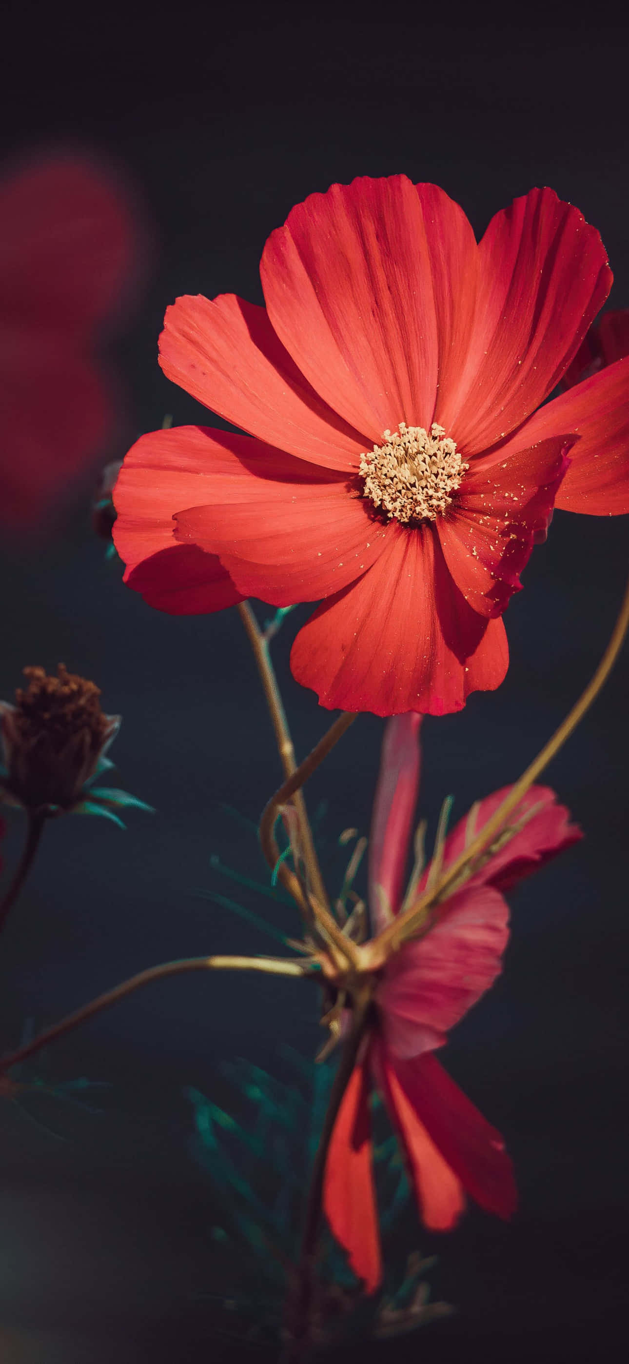 Blomst iPhone Rød Have Cosmos Billede Wallpapers