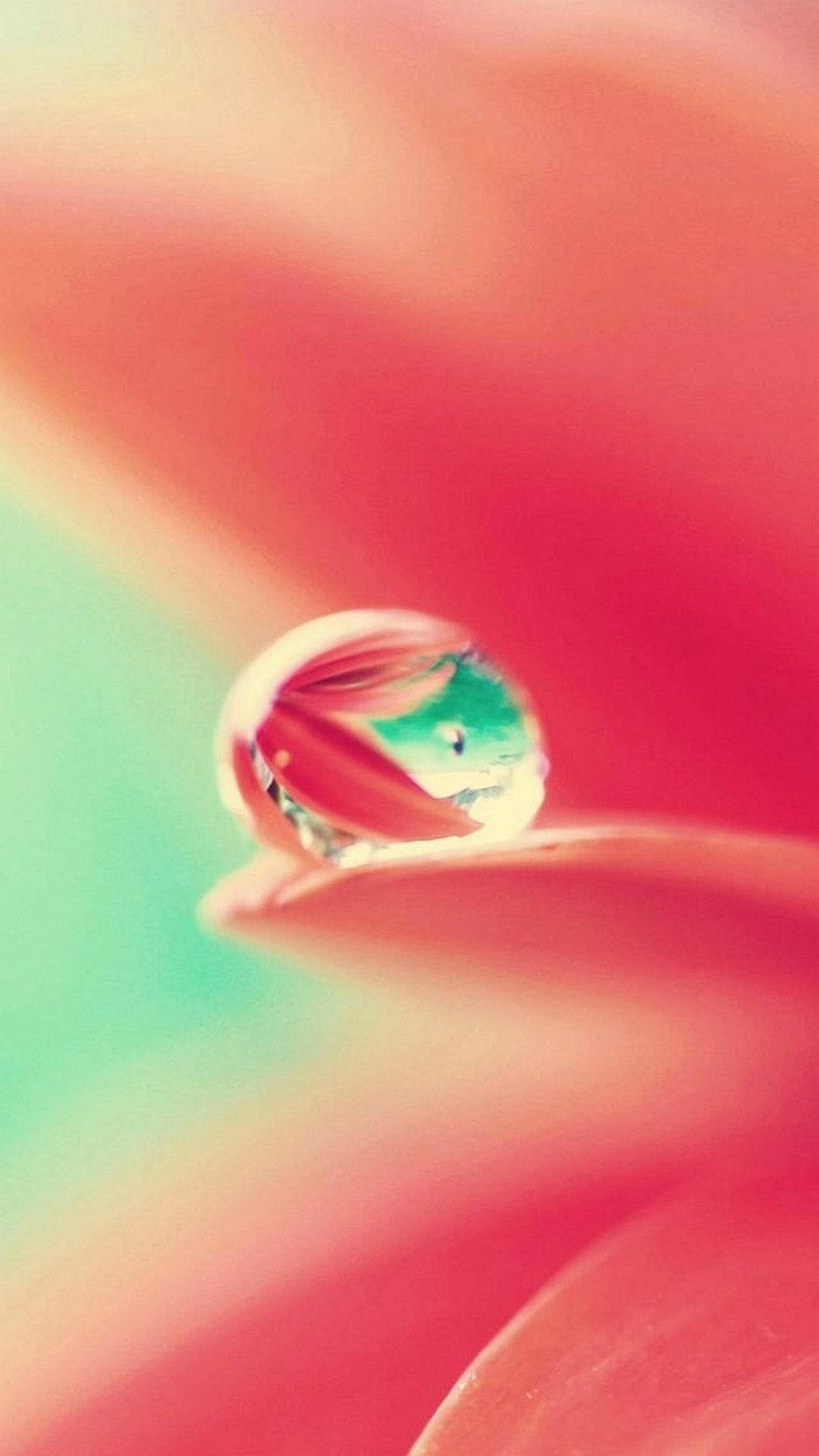 Blomst Vanddråbe Top iPhone HD Wallpapers