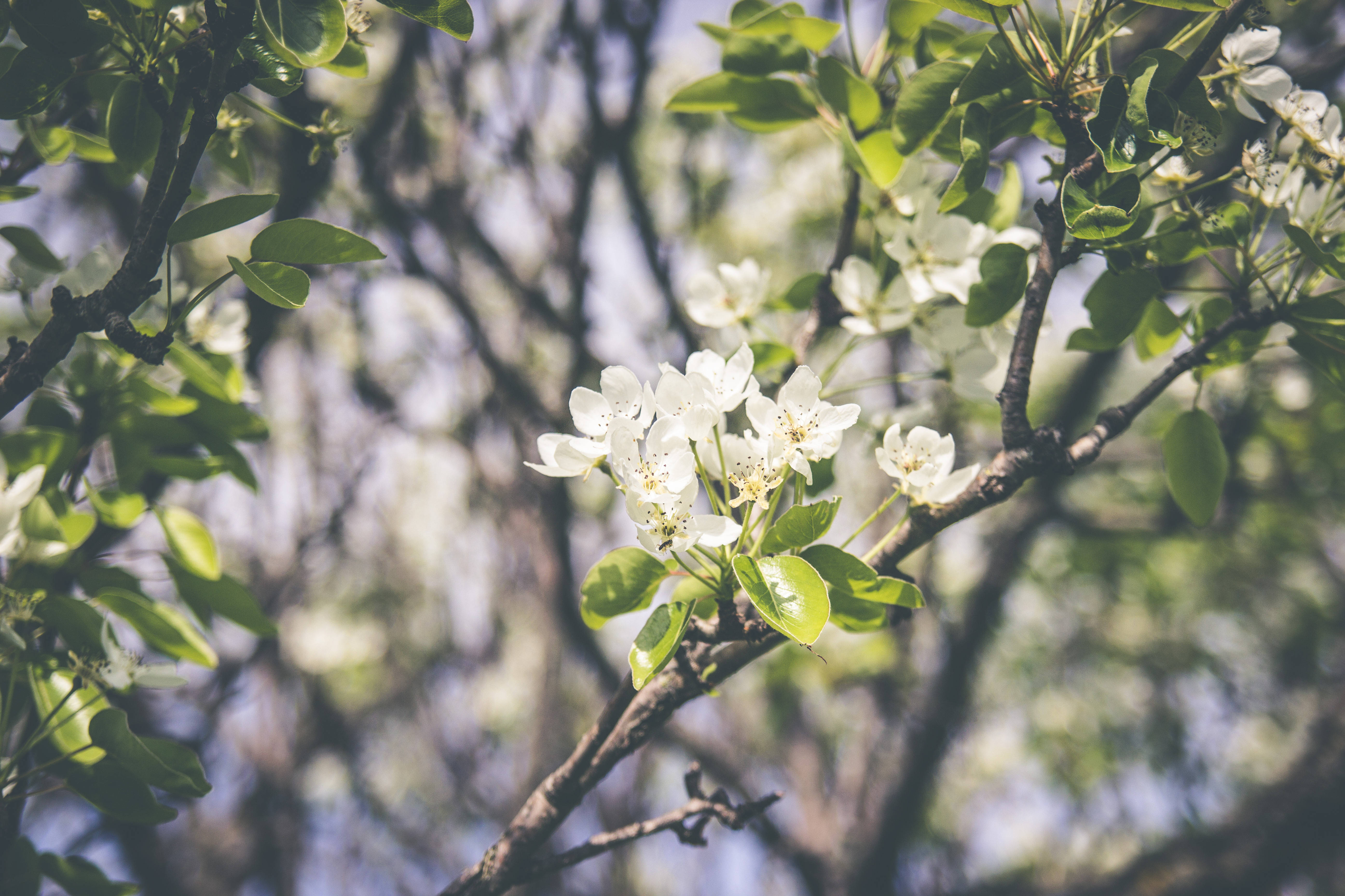 Blomster i forårssæsonen Wallpapers
