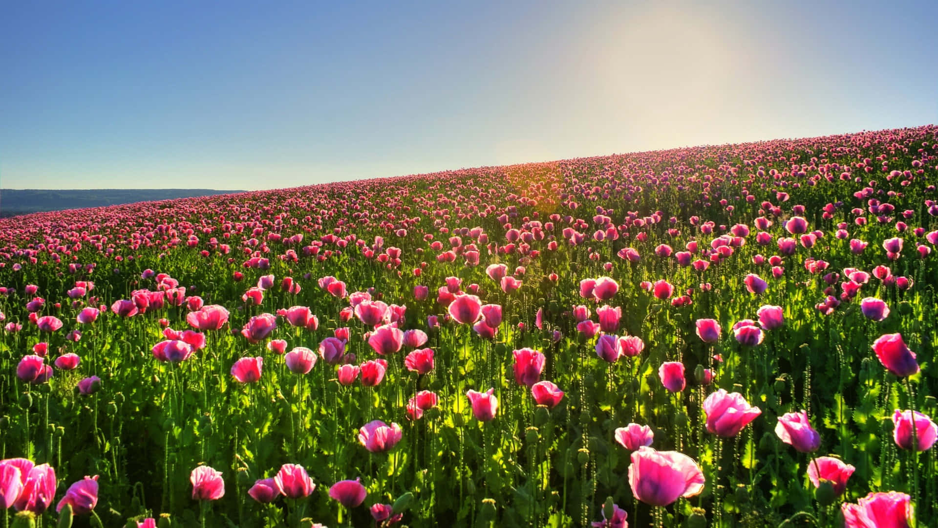 Blomster natur sol og blå himmel Wallpapers