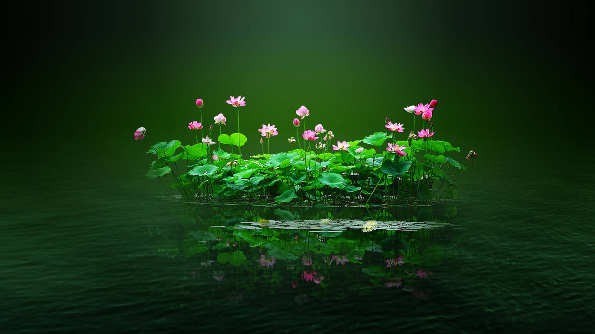 Blomster-PC på lotusdam Wallpapers