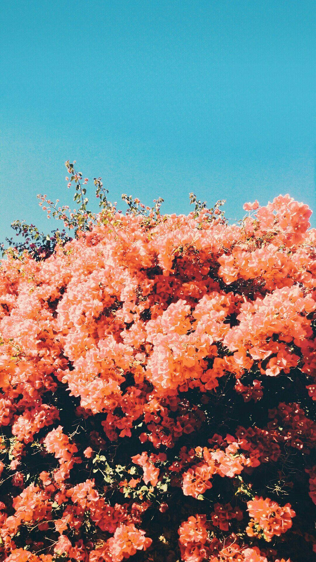 Blomster under blå himmel Wallpapers