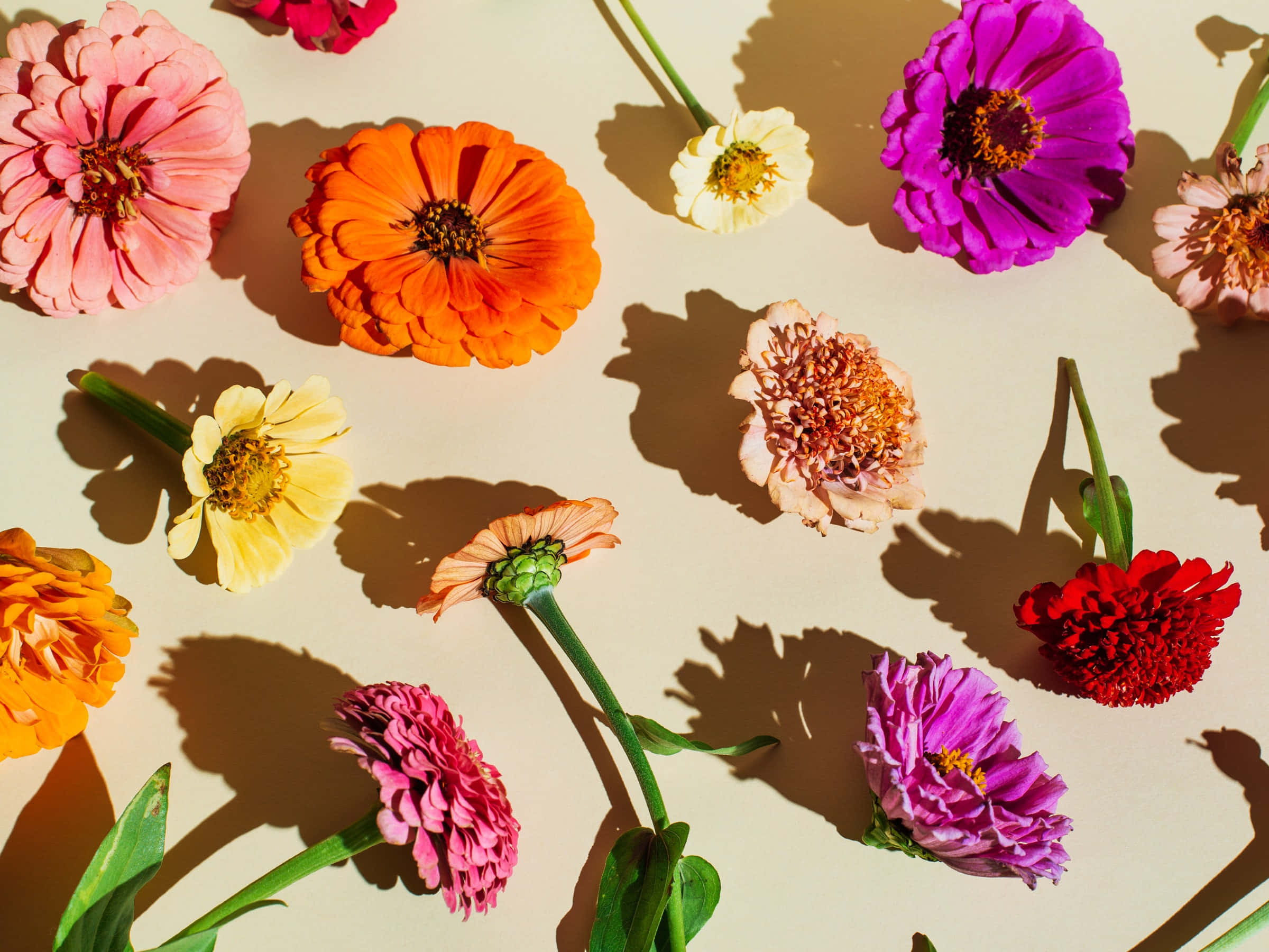 Blomsterbaggrund Wallpapers