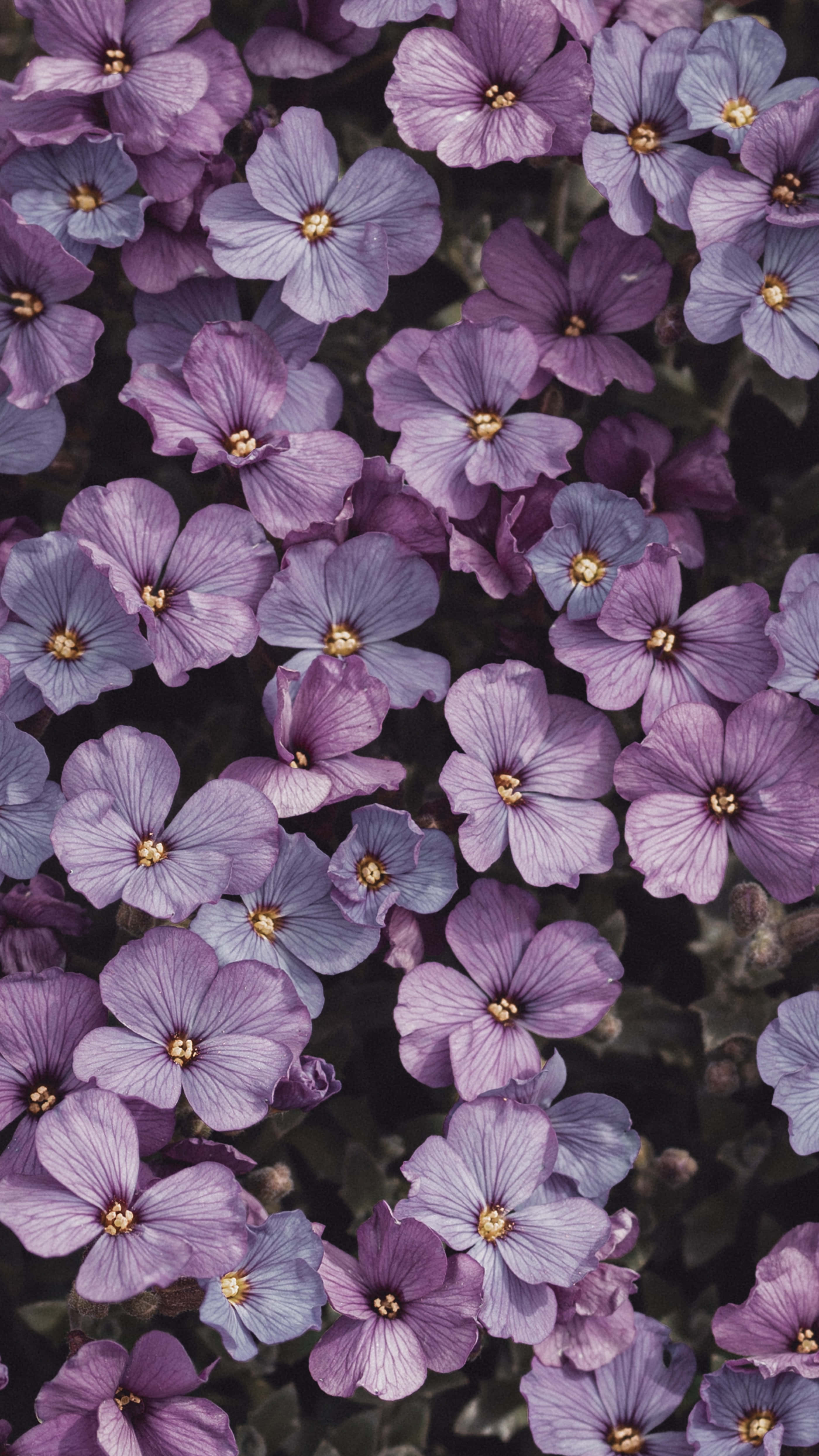 Blomsterbaggrund Wallpapers