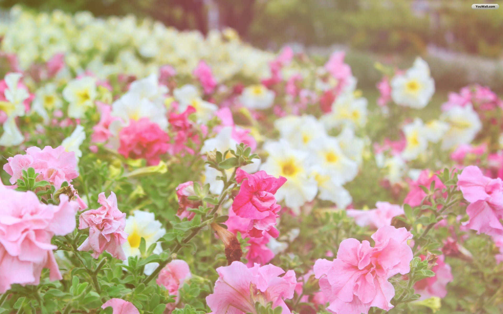 Blomsterkraft Wallpapers