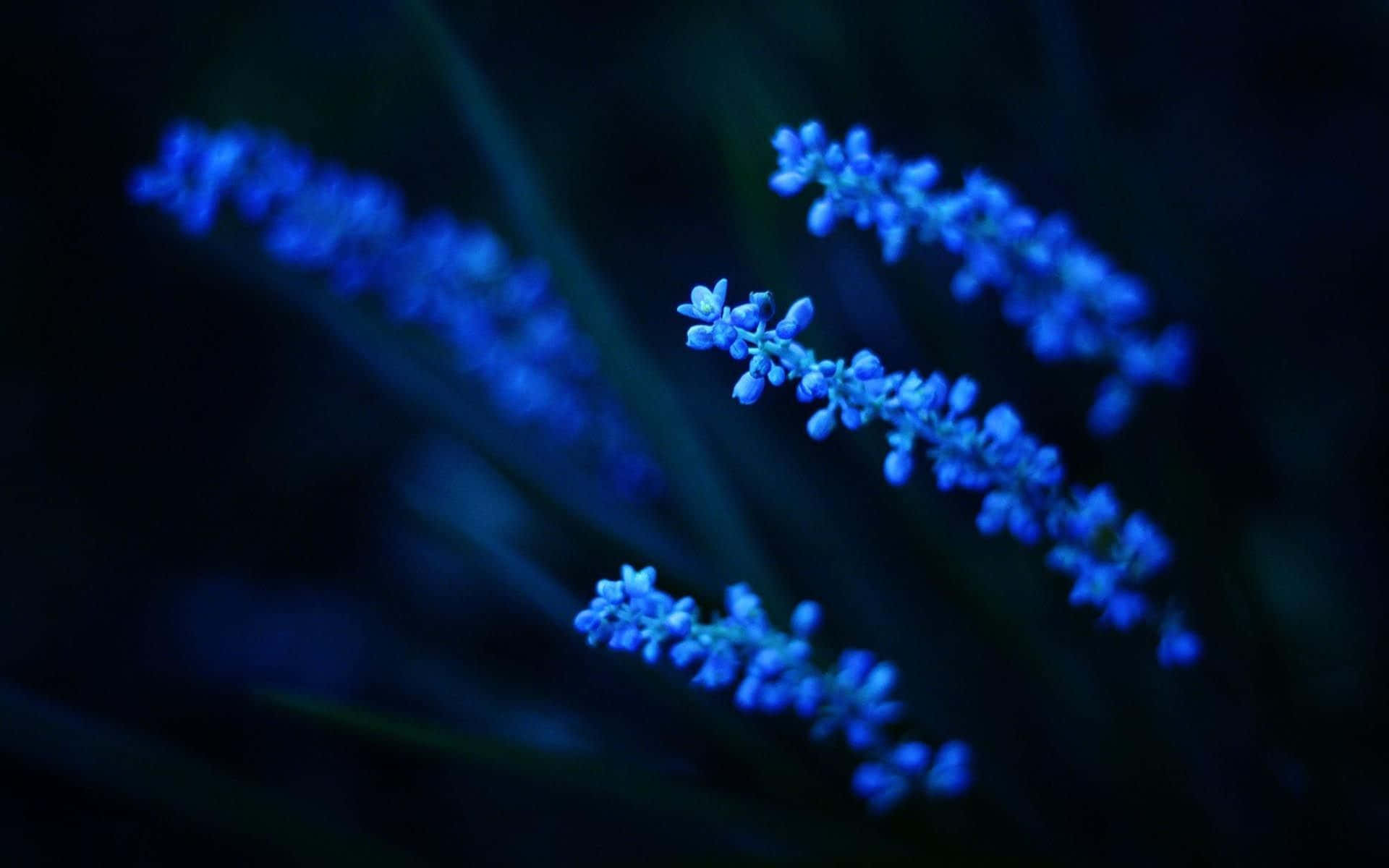 Blomstrende æstetisk blomsterfryd Wallpapers