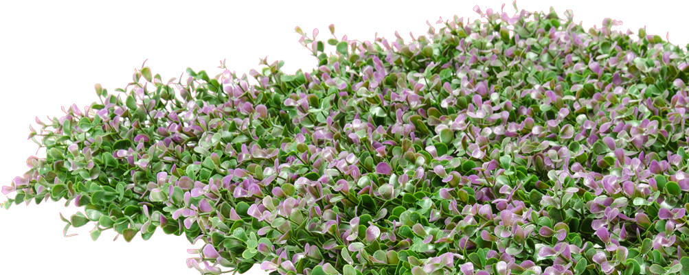 Blomstrende_ Engelsk_ Lavendel_ P N G Wallpapers