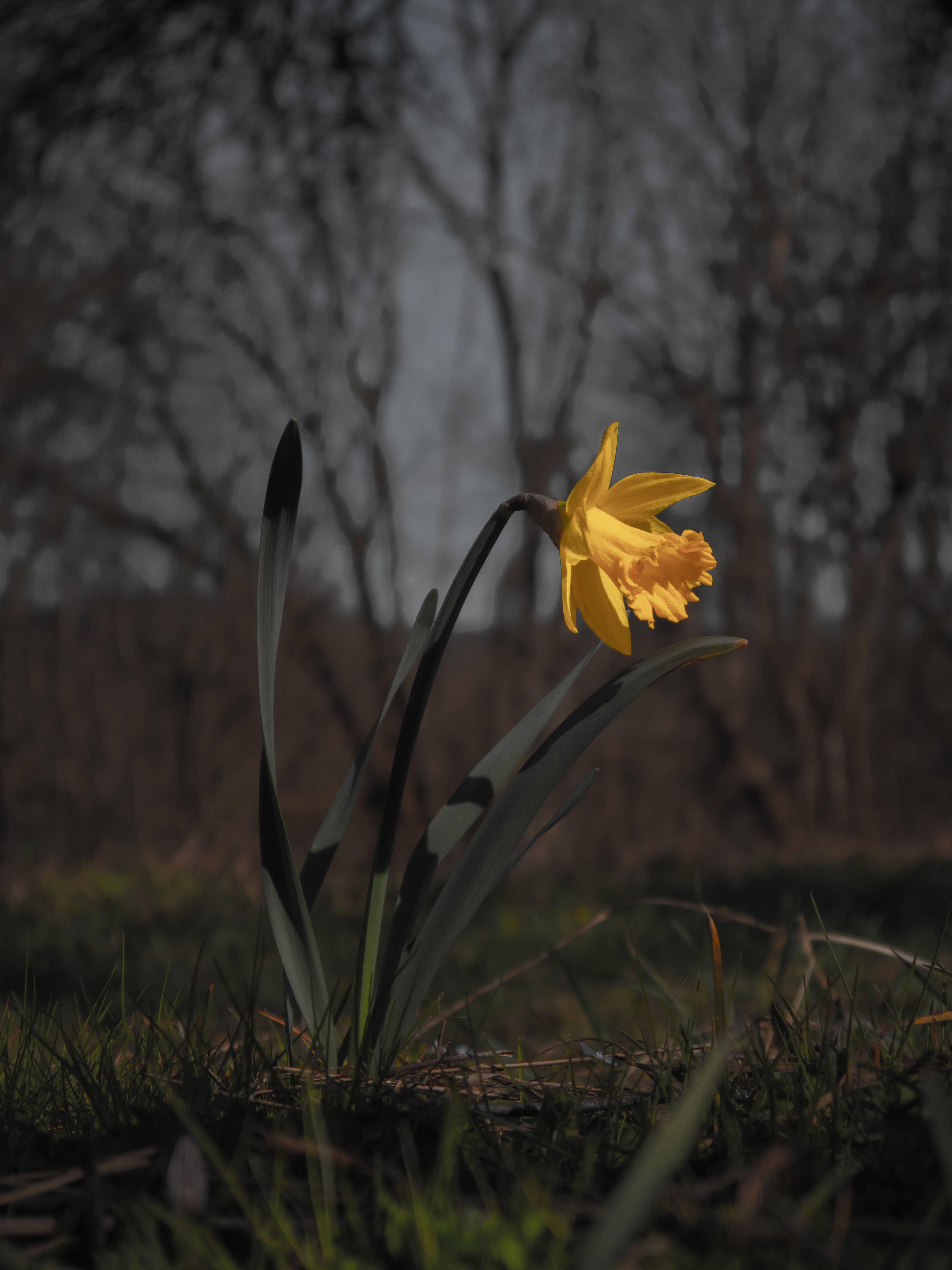 Blomstrende gul påskelilje ved skumring Wallpapers