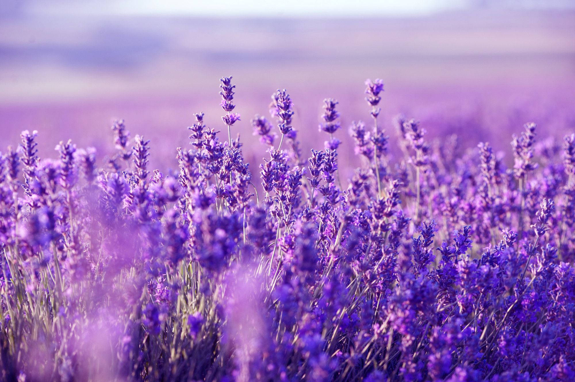 Blomstrende lavendel skrivebord Wallpapers
