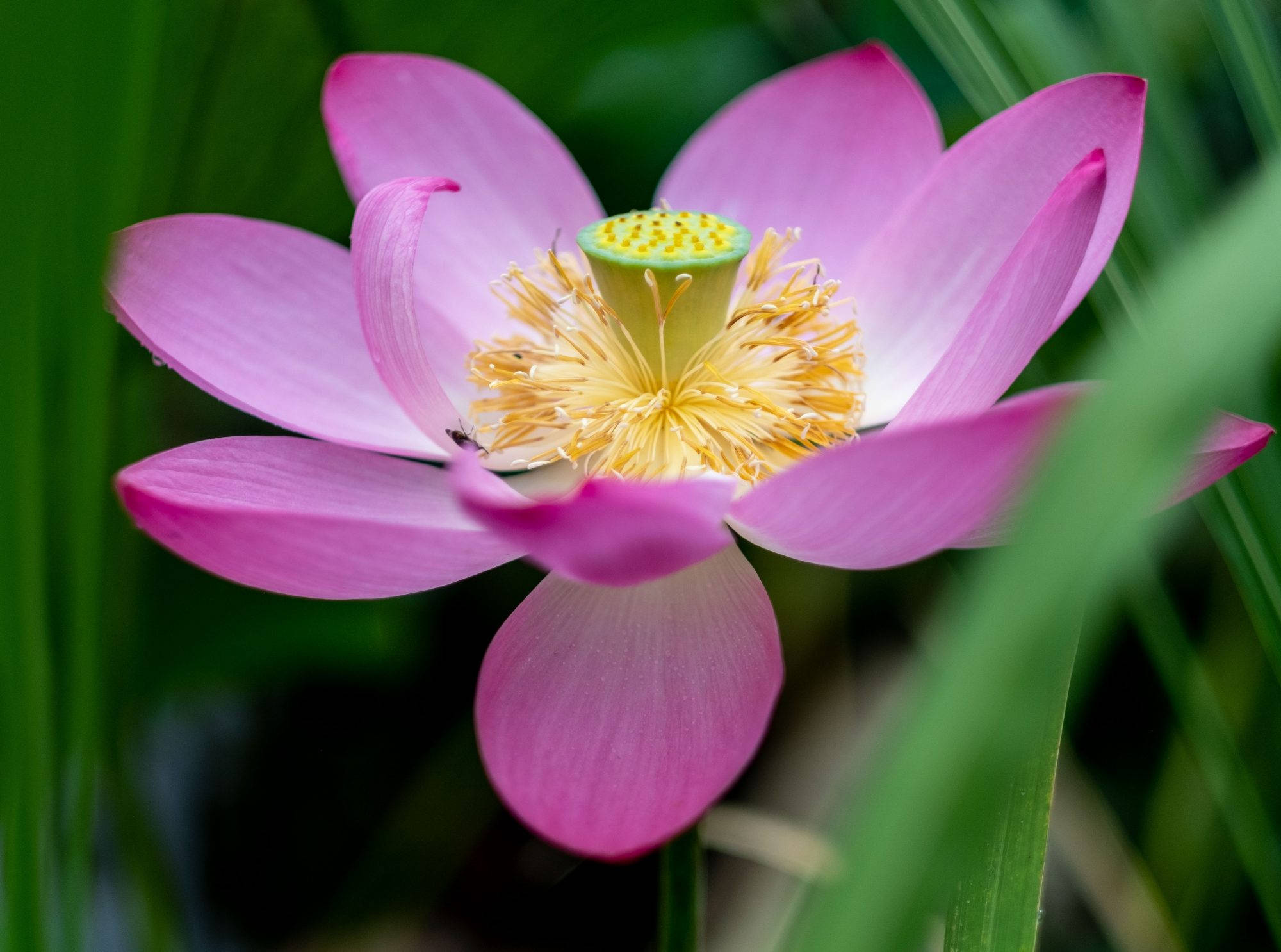 Blomstrende Lotusblomst Wallpapers