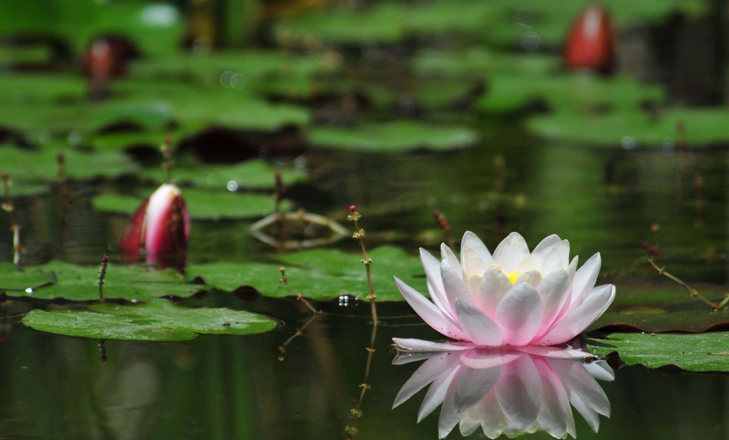 Blomstrende Lotusblomst Baggrund Wallpapers