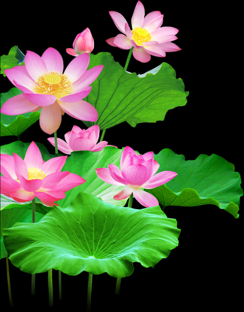 Blomstrende Lotusblomster og Blade Wallpapers