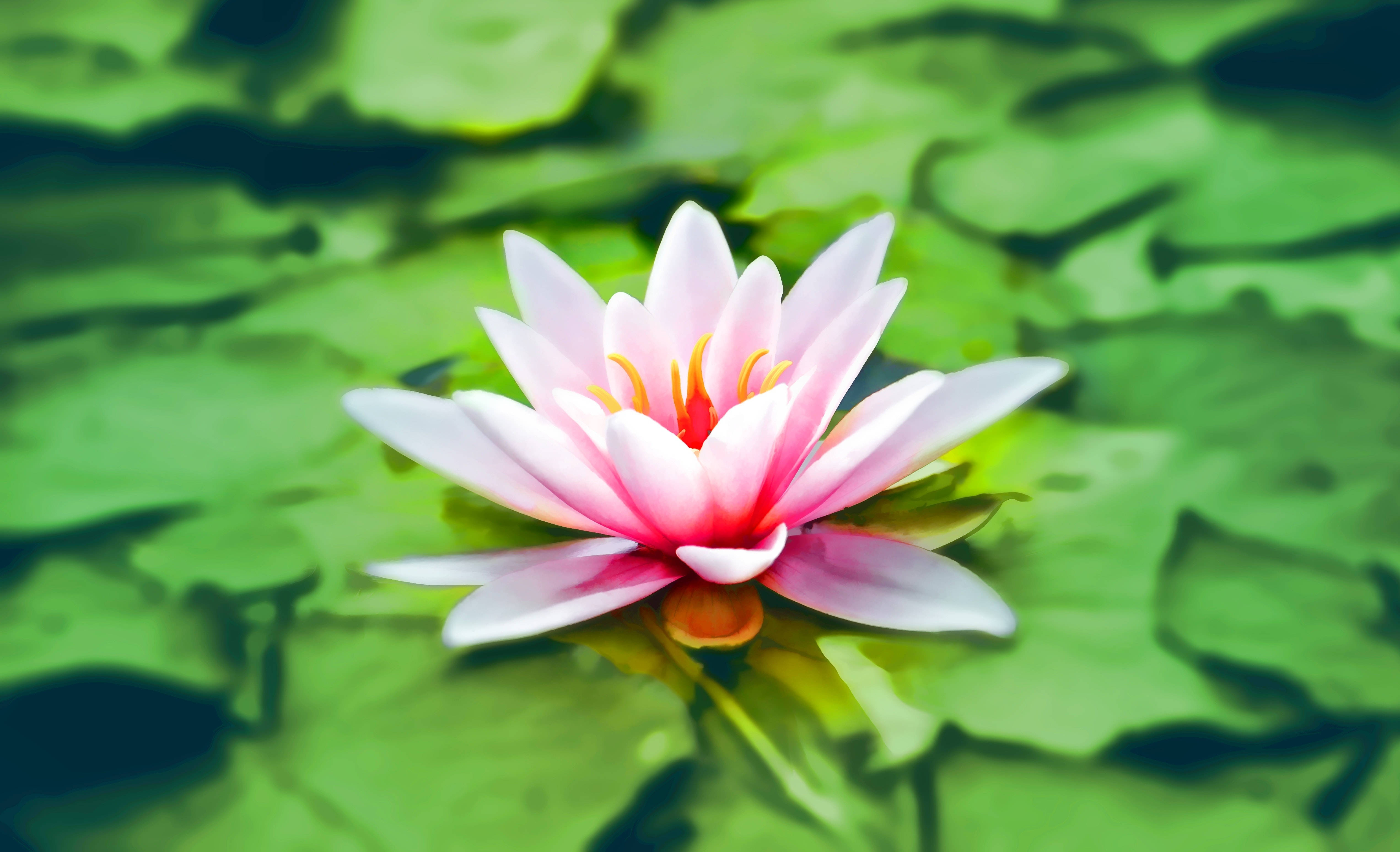 Blomstrende lyserød lotusblomst på sit højdepunkt Wallpapers