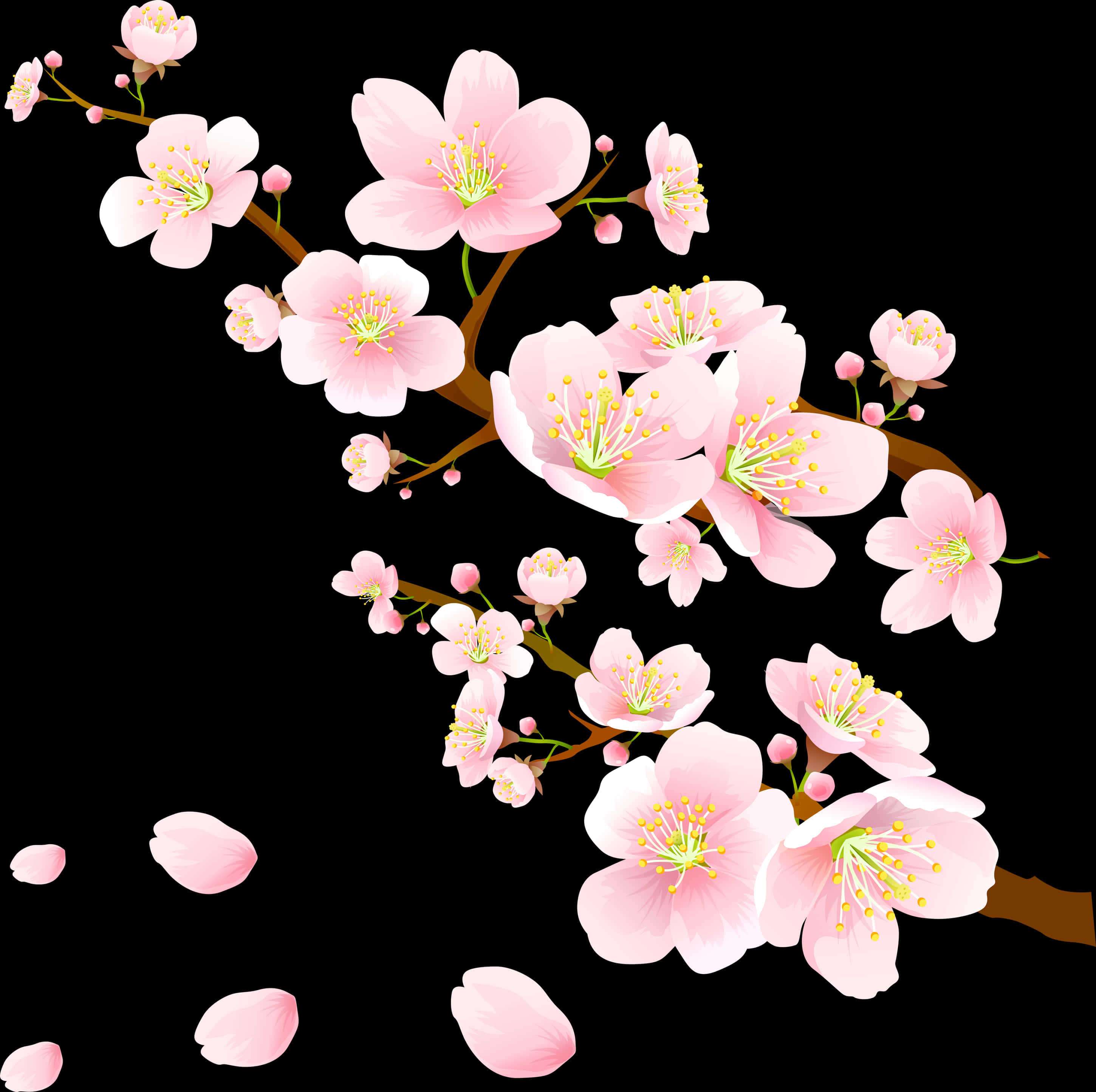 Blomstrende lyserøde kirsebærblomster Wallpapers