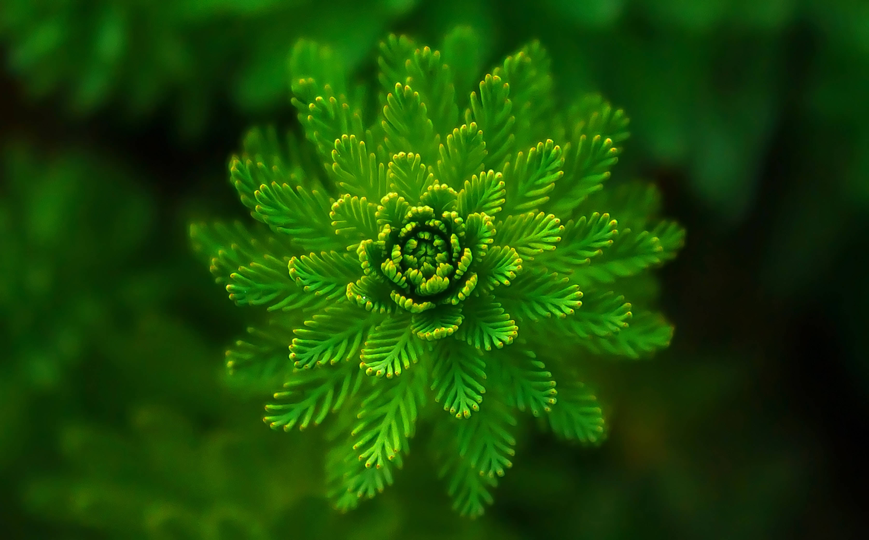 Blomstrende plante i grønne nuancer Wallpapers