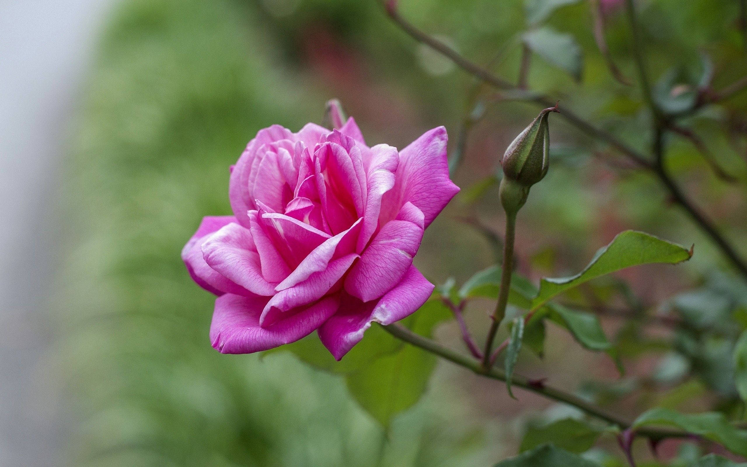 Blomstrende rose om foråret Wallpapers