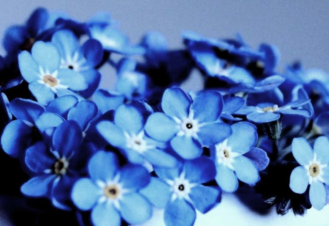 Blomstrende Skønhed - En Fantastisk Æstetisk Blomsterbaggrund Wallpapers