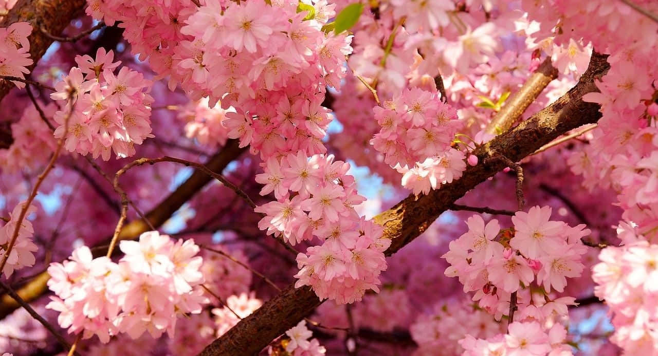Blomstrende æstetiske blomster Wallpapers