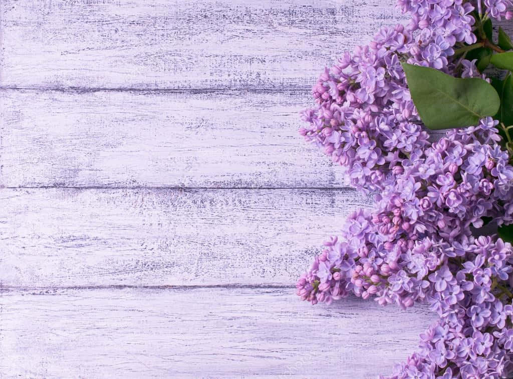 Blomstrende syrener på træ Wallpapers