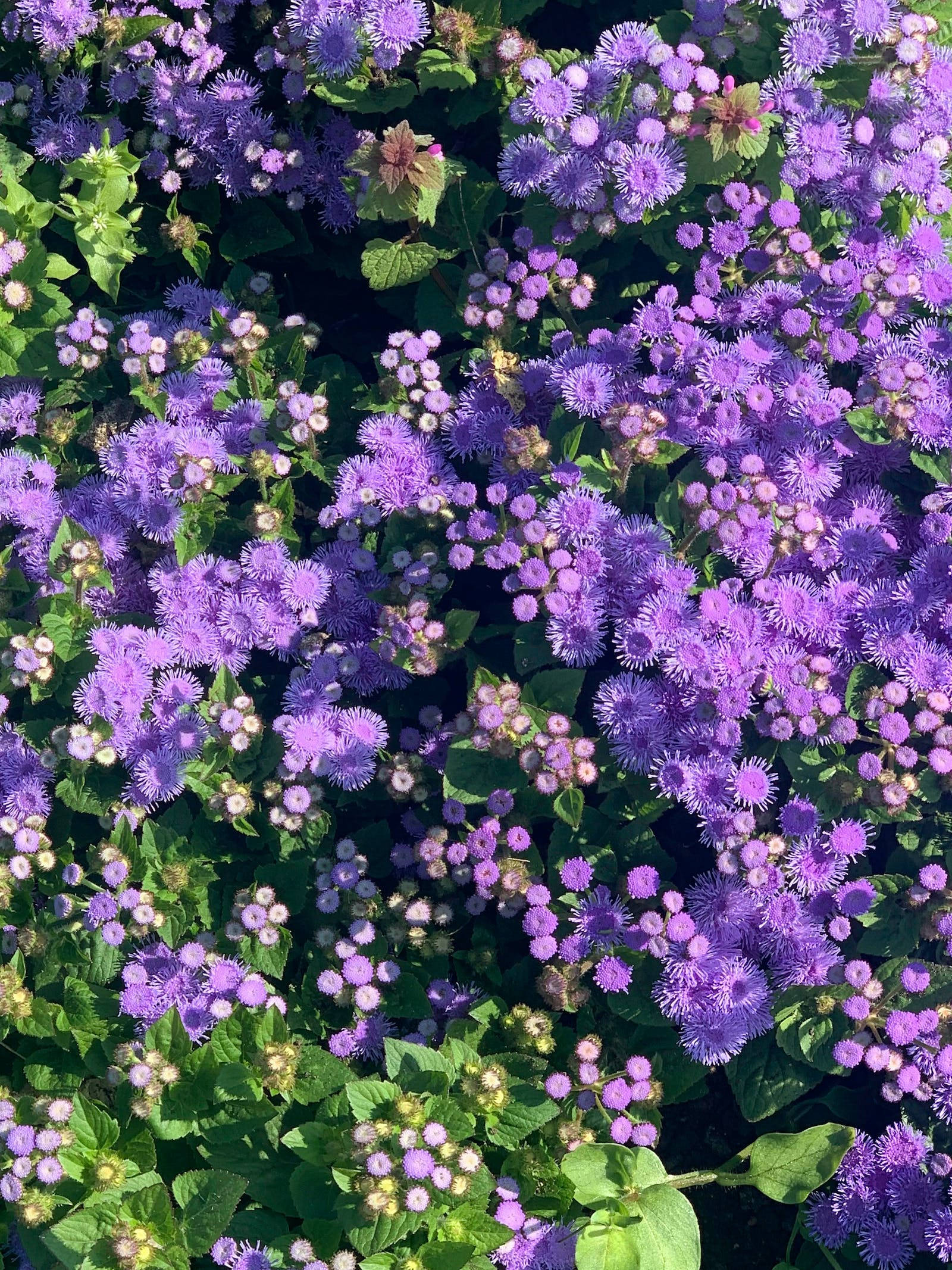 Bluemink-blomster Floral iPhone Wallpapers
