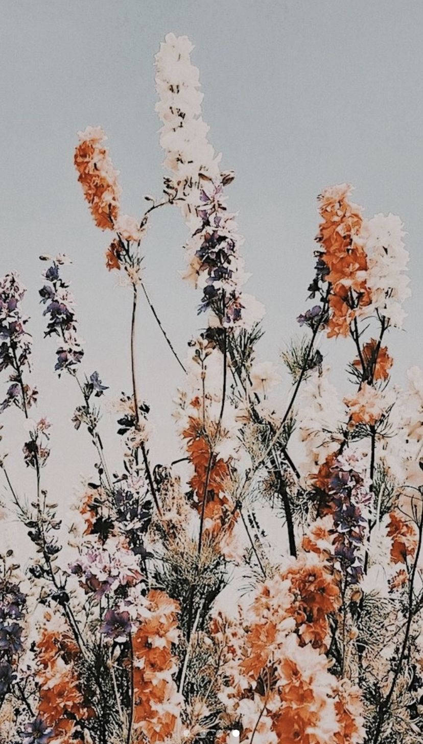 Boho æstetisk blomsterhave Wallpapers
