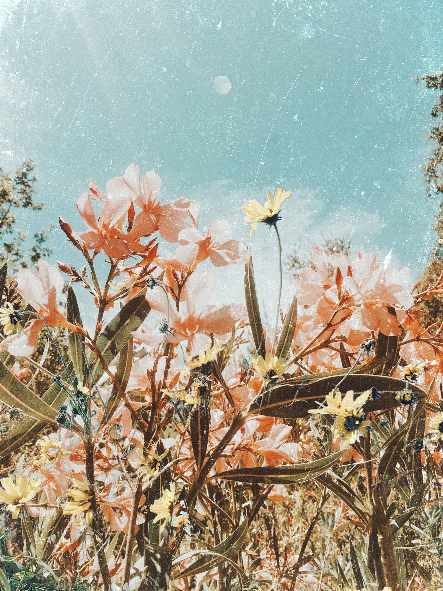 Boho æstetisk pink blomstermark Wallpapers