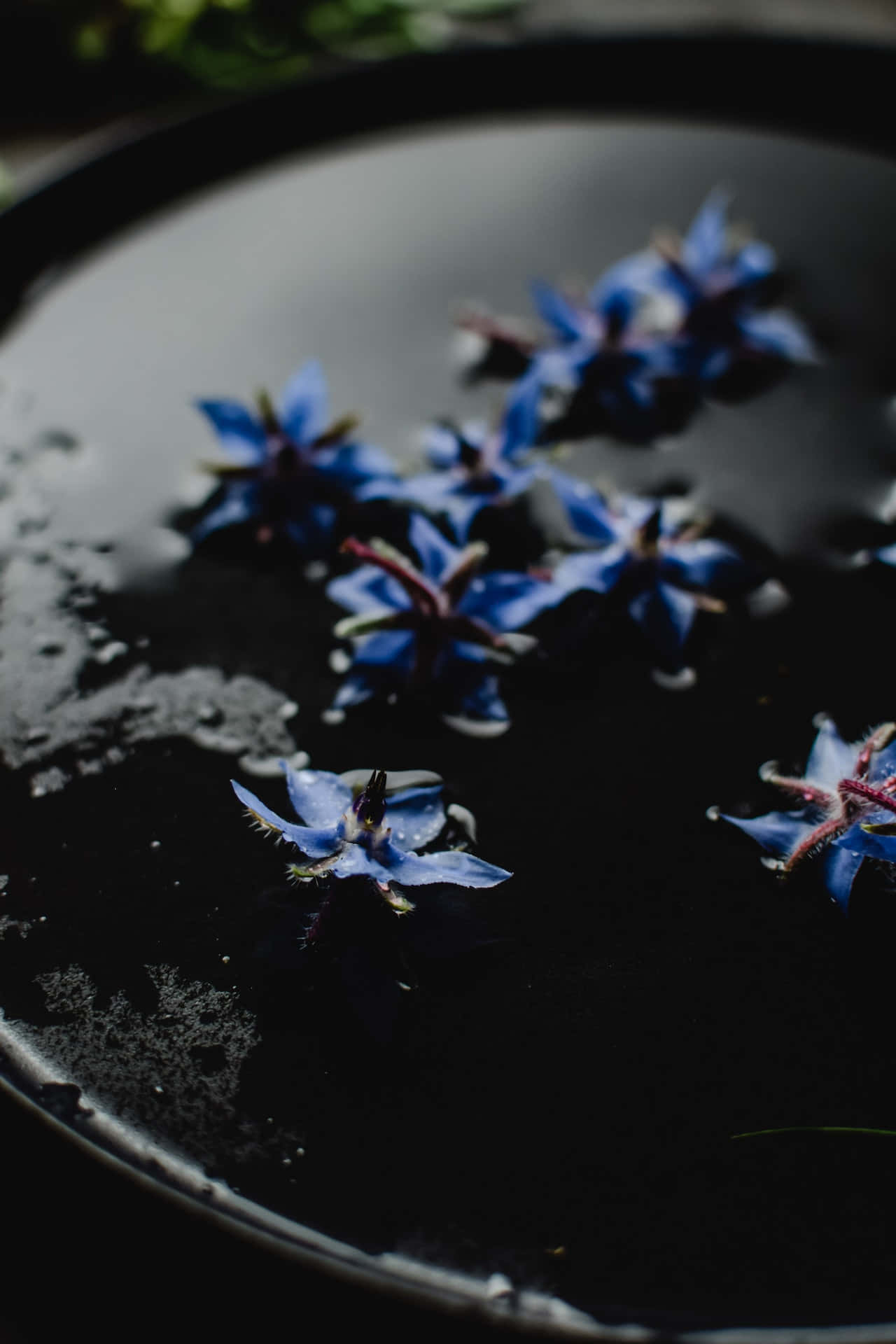 Borage blå blomster telefon Wallpapers
