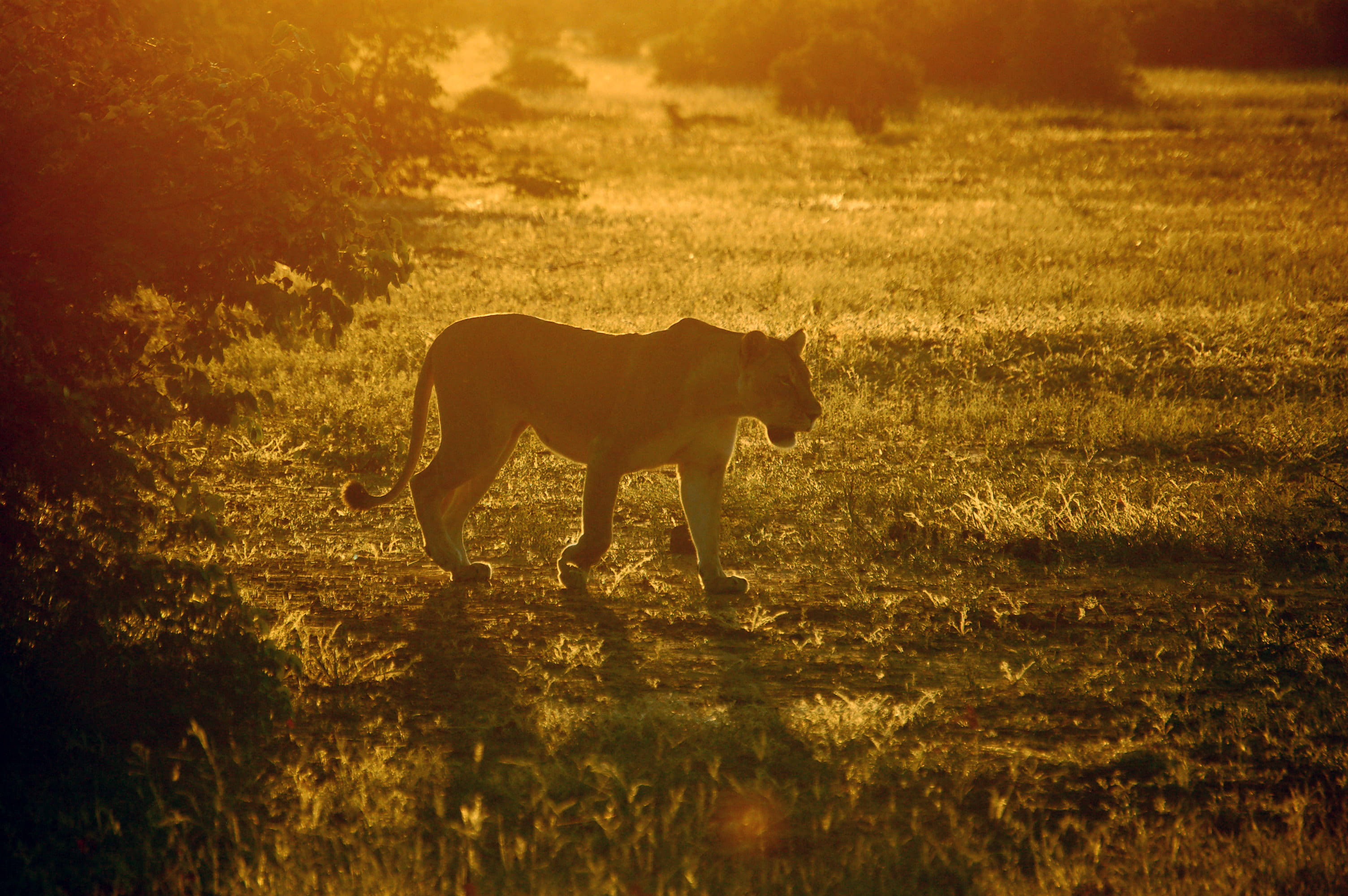 Botswana Solskin Løvinde Wallpapers