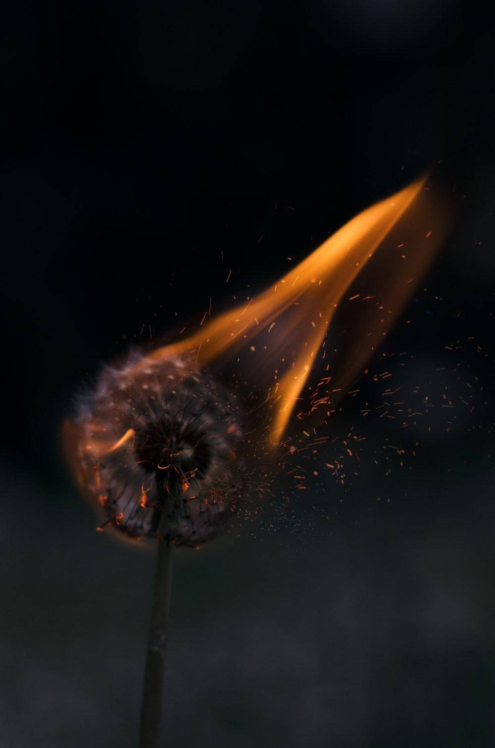 Brændende mælkebøtteblomst i mørk tilstand Wallpapers