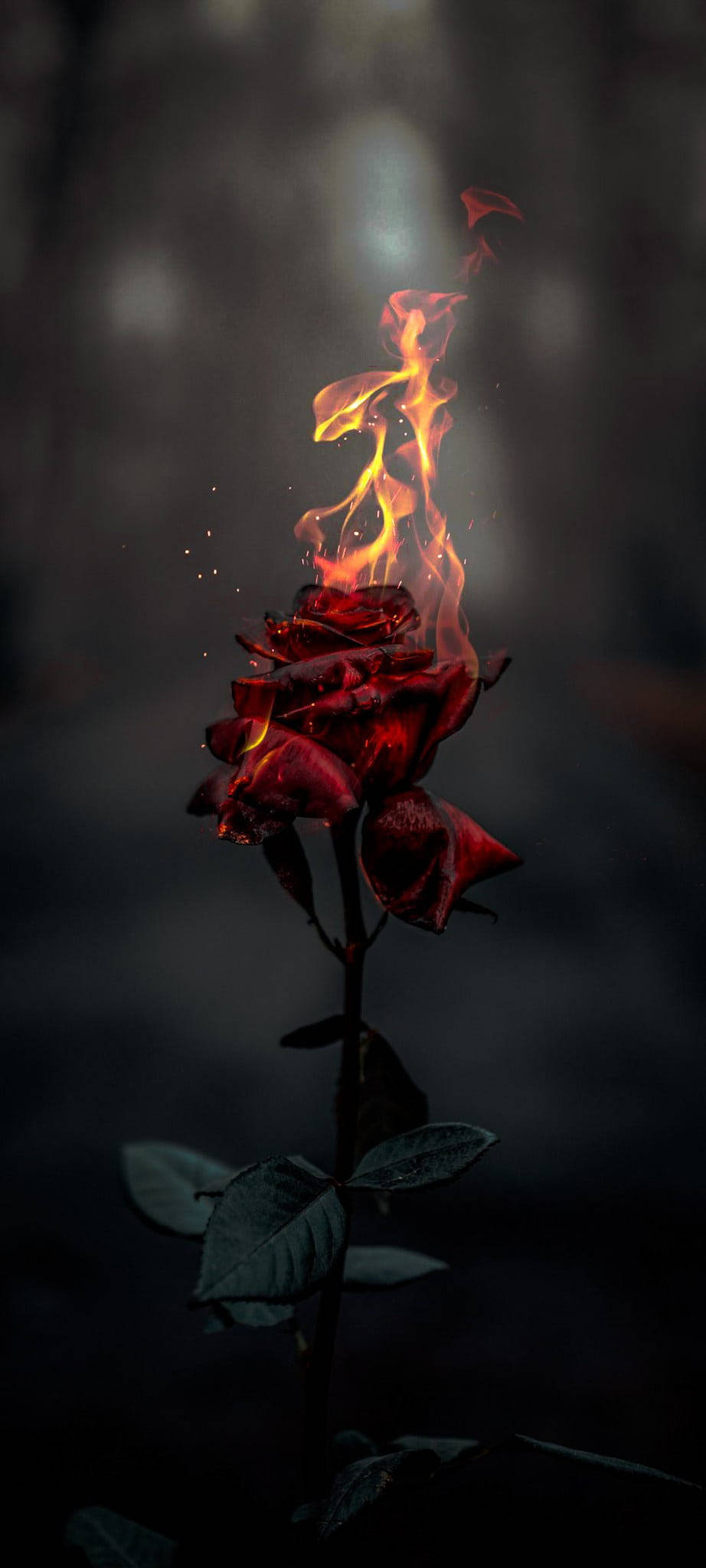 Brændende Rose Æstetisk Wallpapers