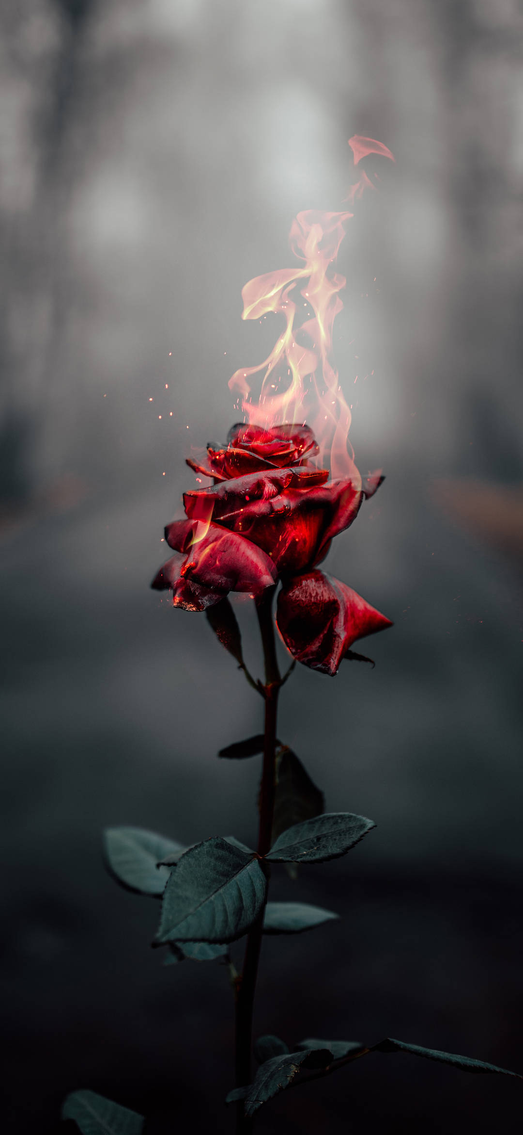 Brændende Rose Æstetisk iPhone Xr Wallpapers