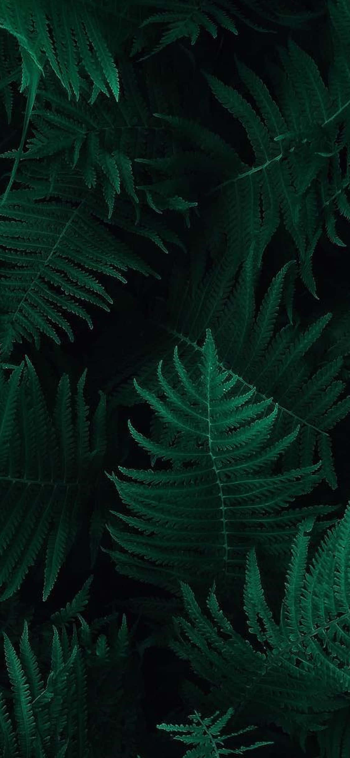 Bregneblade tapet - tapeter til iPhone Wallpapers