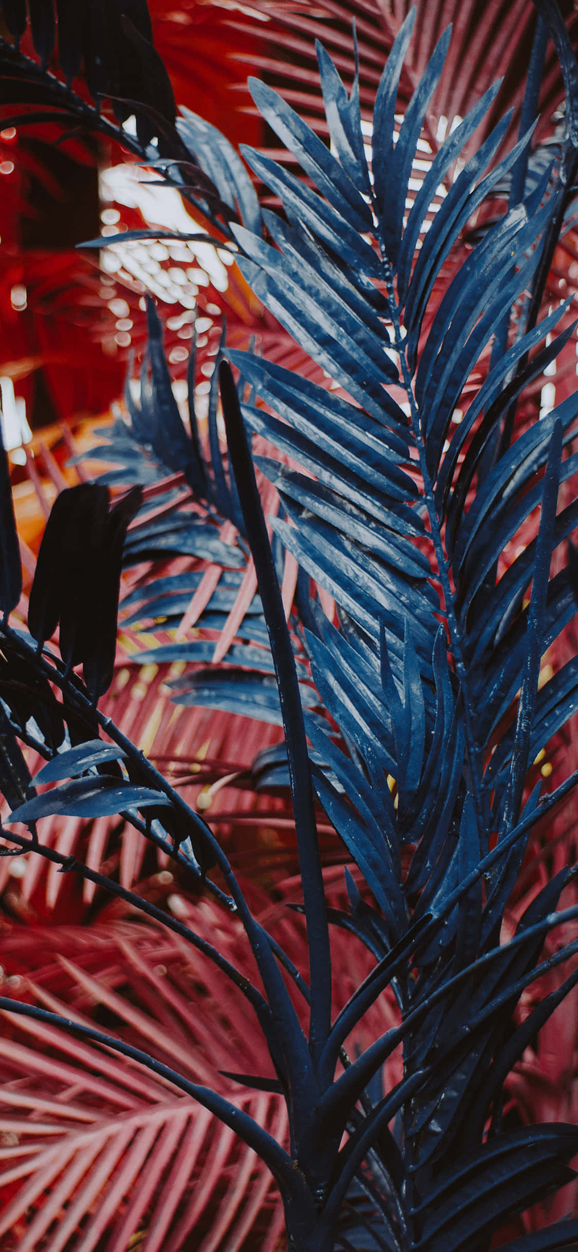 Bring en plantes naturlige skønhed til din smartphone Wallpapers