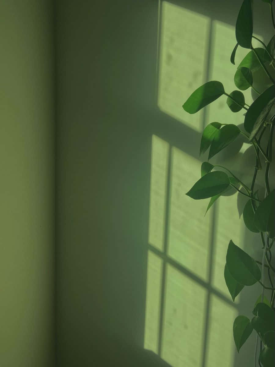Bring en smule natur ind i dit hjem med en smuk Sage Green æstetik Wallpapers