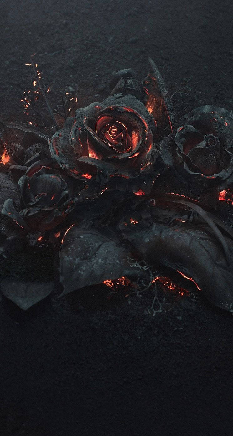 Brændende sort rose æstetik Wallpapers