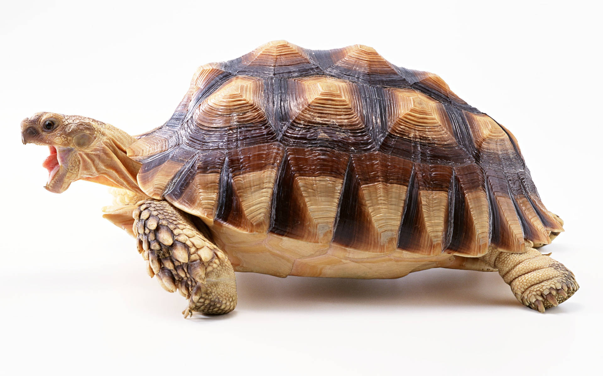 Brun cool skildpadde Wallpapers