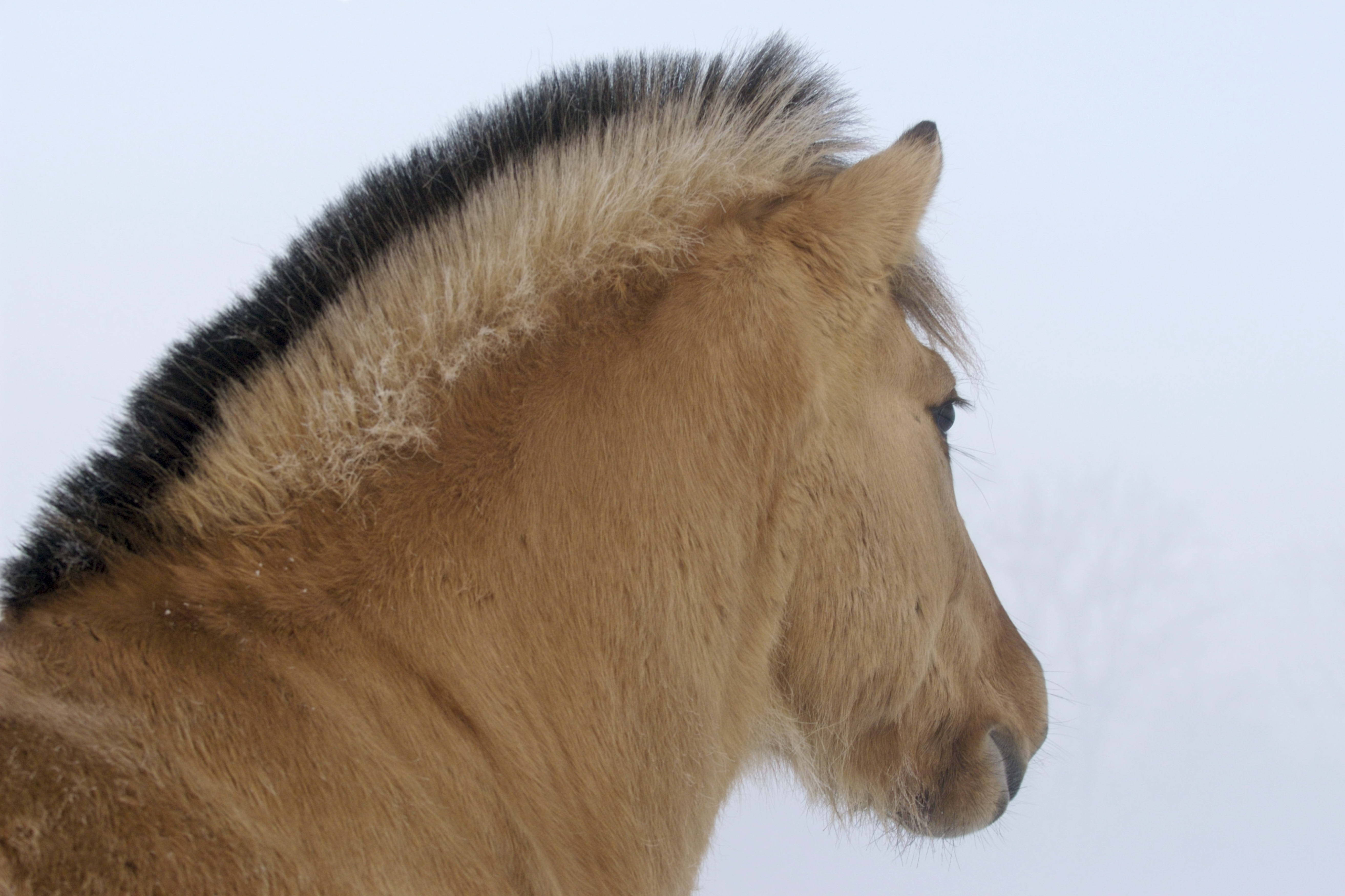 Brun hest nyder vinteren Wallpapers