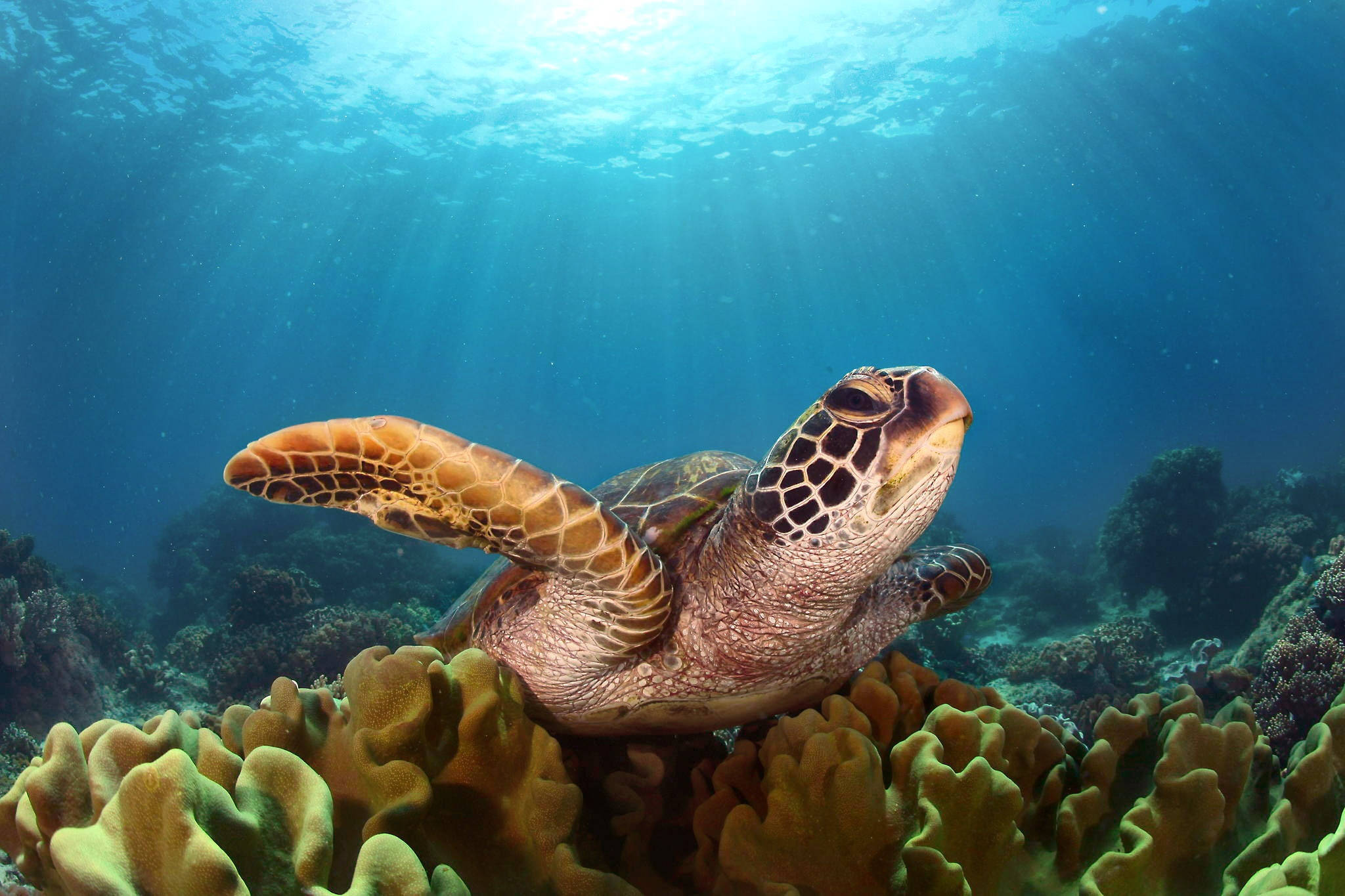 Brun mønster sød skildpadde Wallpapers