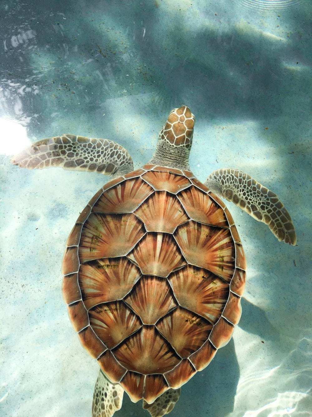 Brun sød skildpadde på solskinsdag Wallpapers