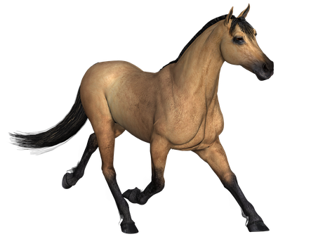 Buckskin Hest Sort Baggrund Wallpapers