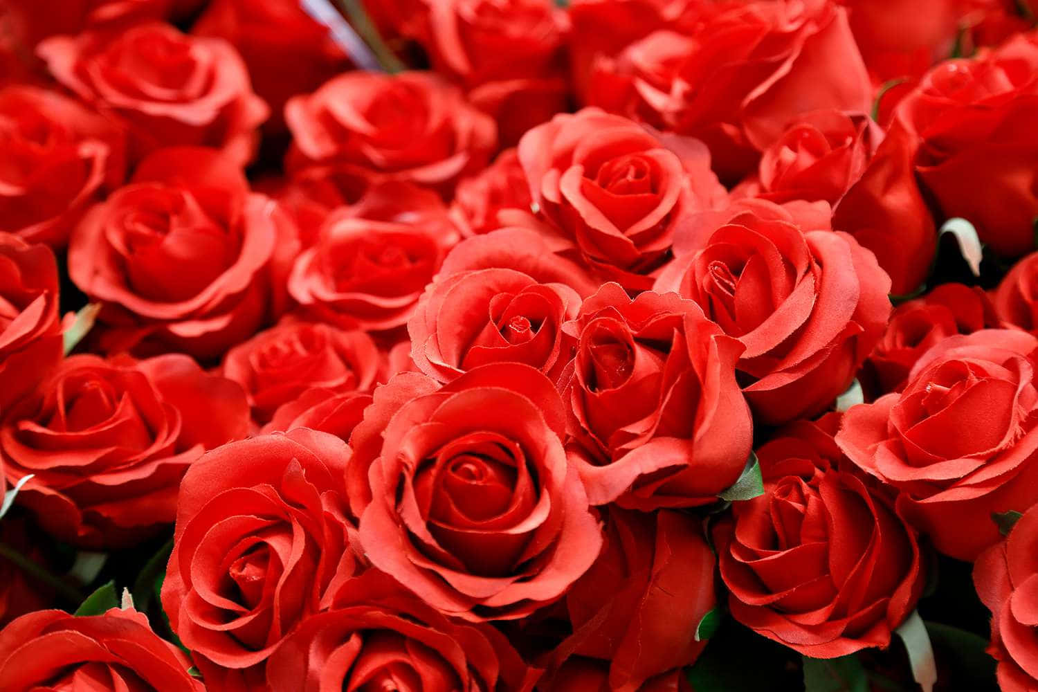 Buket af røde roser til Valentinsdag billeder Wallpapers
