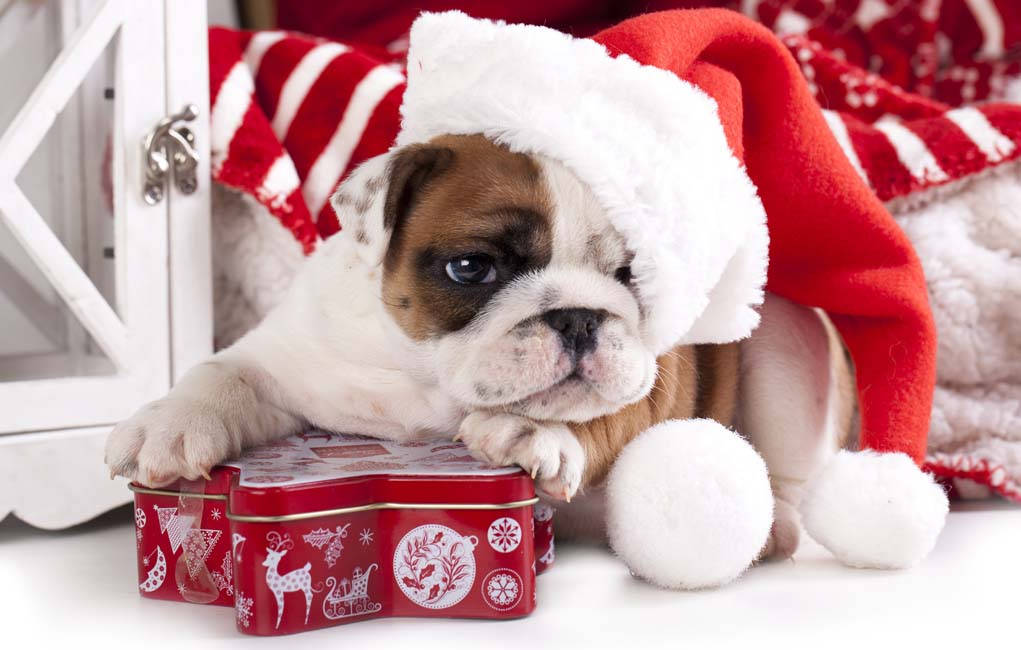 Bulldog hvalp julegave Wallpapers