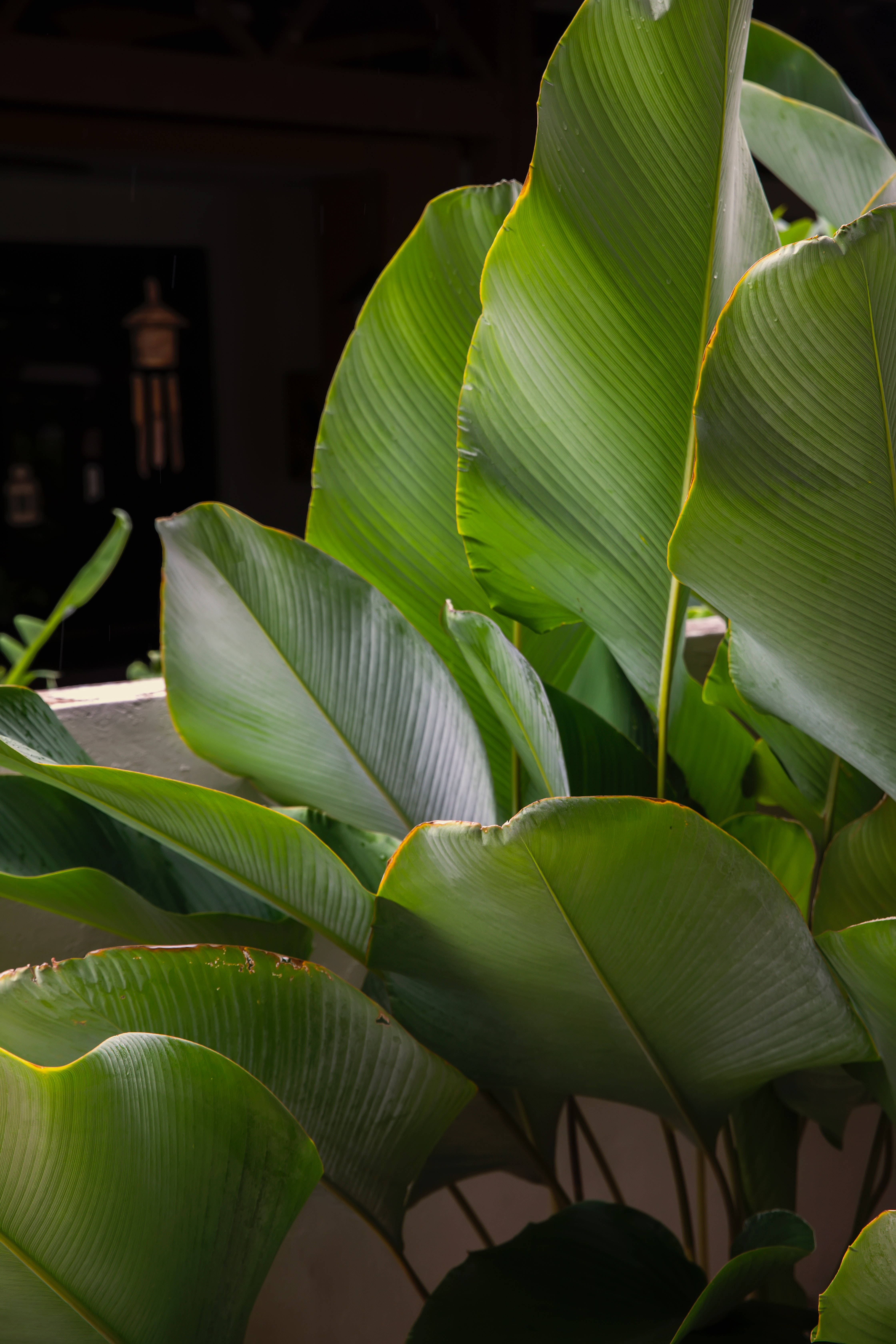 Calathea Lutea plante æstetik Wallpapers