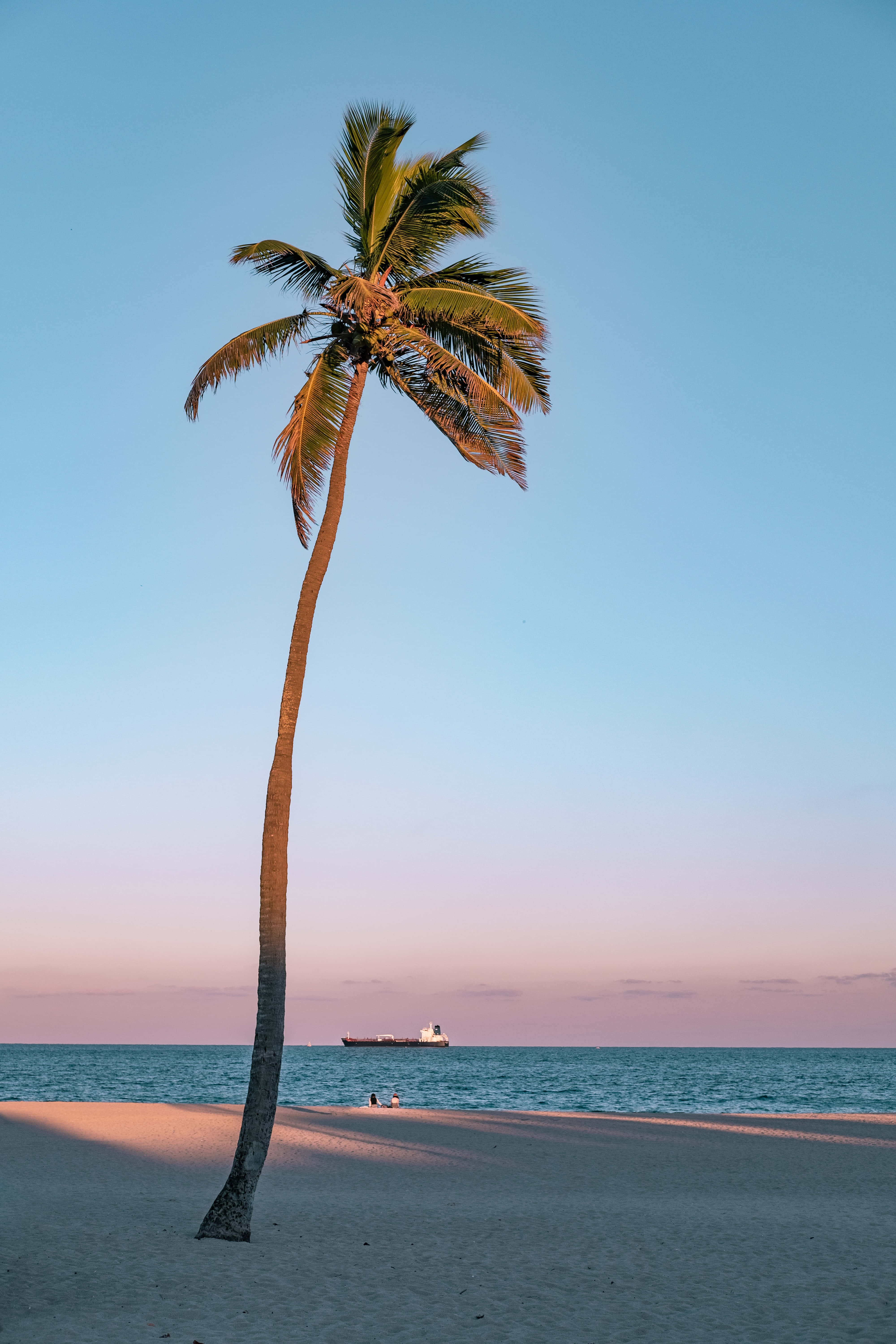 California æstetisk palmetræ Wallpapers